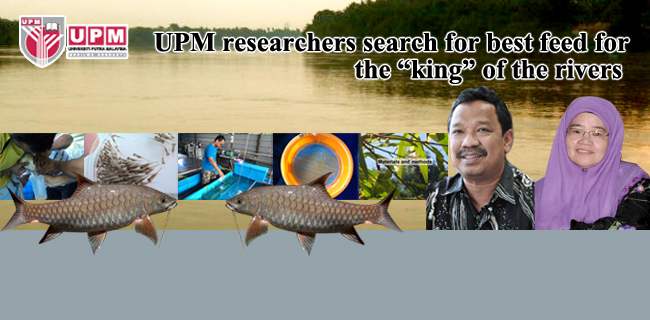 UPM researchers  search for best feed for the “king” of the rivers