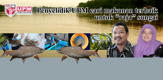 Penyelidik UPM cari makanan terbaik untuk “raja” sungai