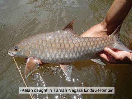 Upm Researchers Search For Best Feed For The King Of The Rivers Universiti Putra Malaysia