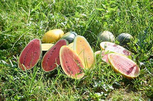 Oblong watermelon attracts fans